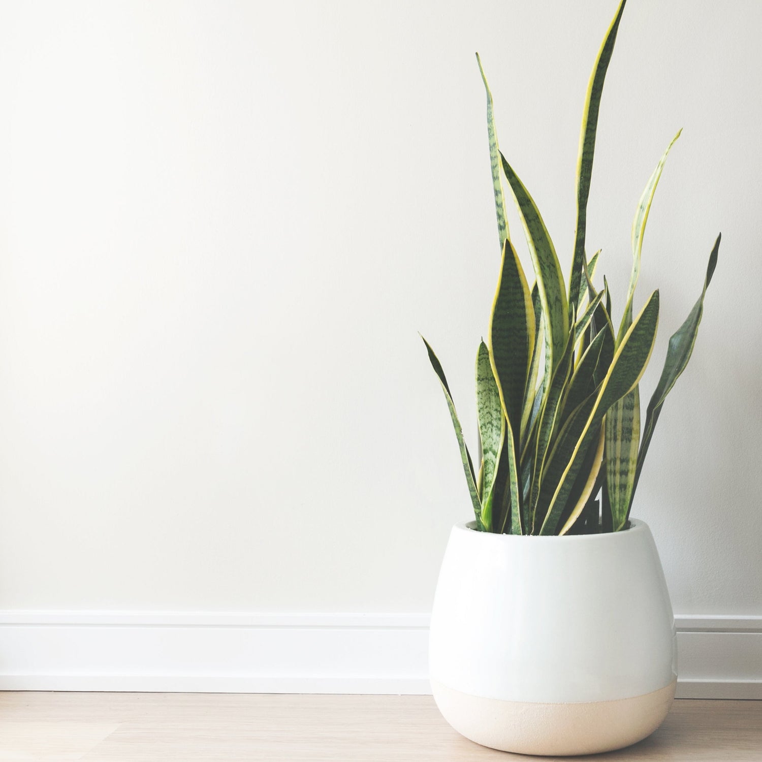 Furniture & Home Protection